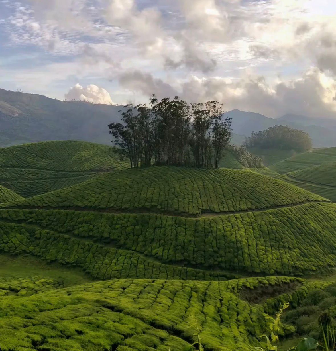 Munnar and Backwaters Serenity