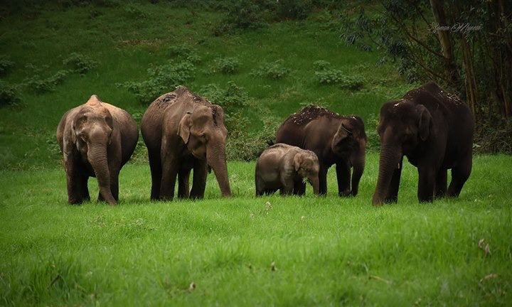 Kerala Wildlife