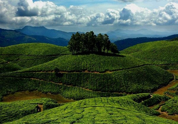 Munnar Tea Hills That Slow the Day Down