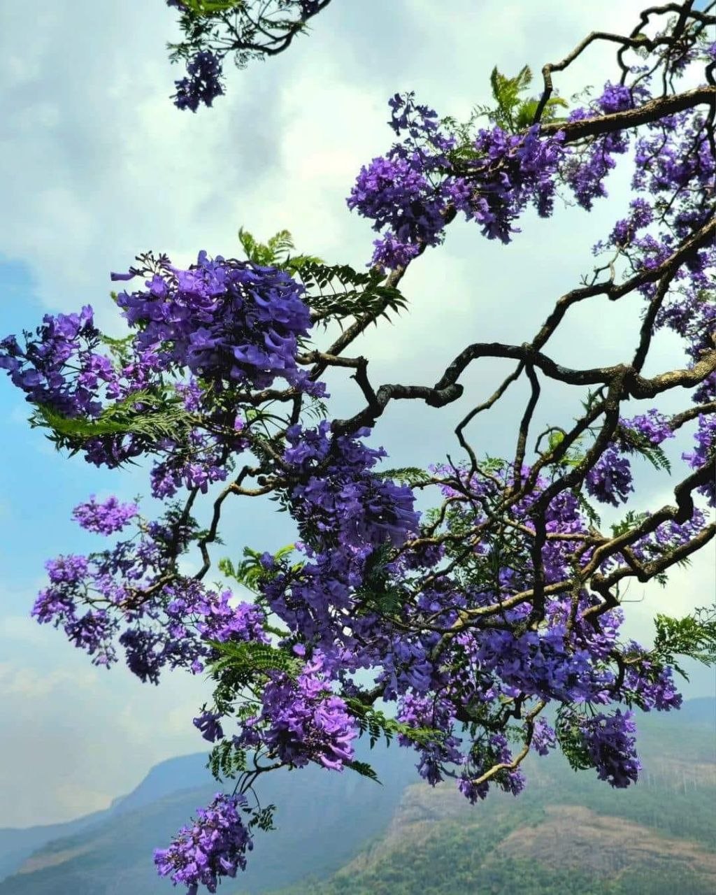 A Gentle Munnar Bloom Season Escape