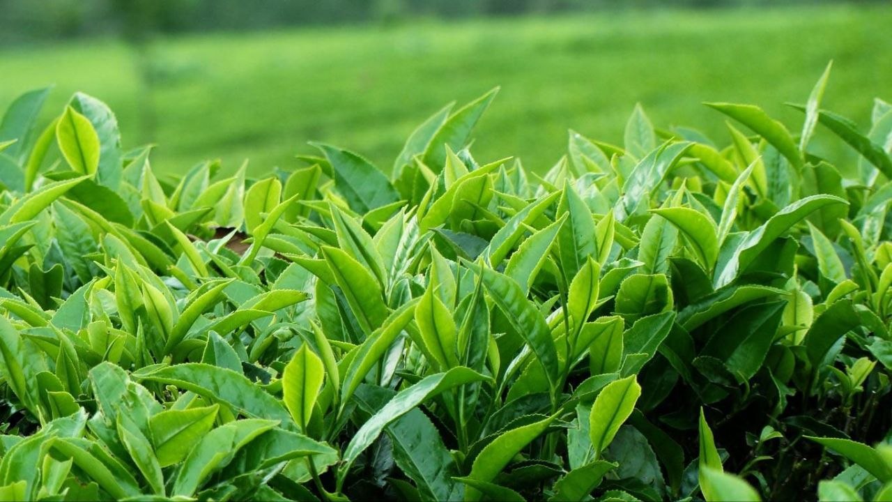 Tea Trails